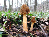 Verpa bohemica