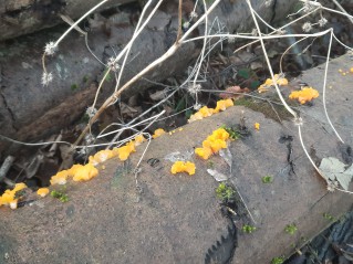 Dacrymyces chrysospermus