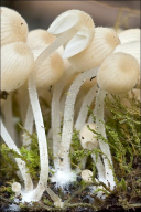 Coprinellus disseminatus