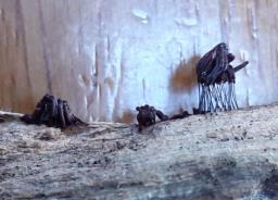 Stemonitis