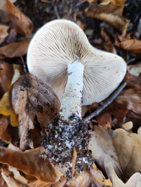 Hebeloma sinapizans