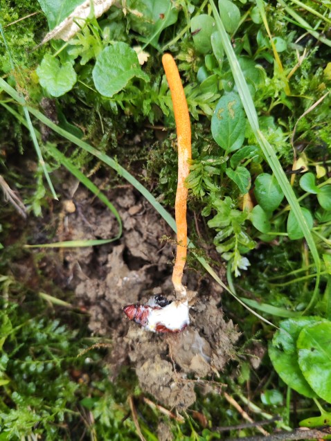 Cordyceps militaris
