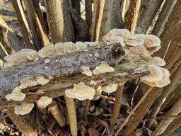 Trametes ochracea