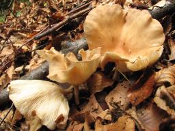 Infundibulicybe costata