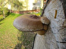 Pholiota populnea