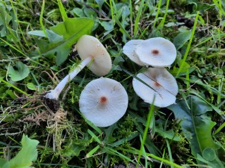 Lepiota cristata