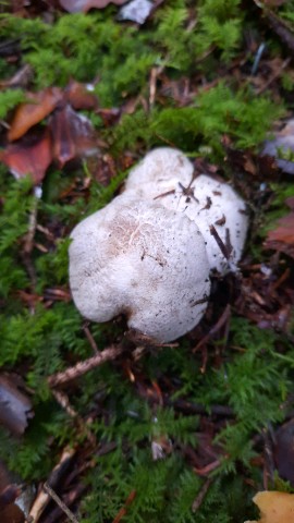 Tricholoma pardinum