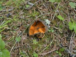 Caloscypha fulgens