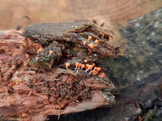 Hemitrichia decipiens