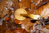 Tricholoma sulphureum