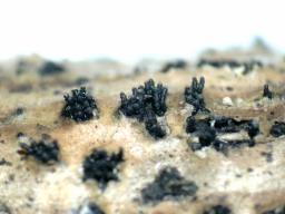 Diaporthe oncostoma