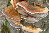 Xanthoporia radiata