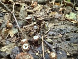 Cyathus striatus