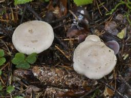 Atractosporocybe inornata