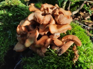 Kuehneromyces mutabilis
