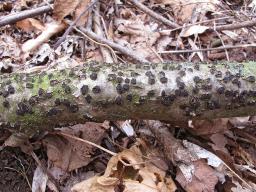Diatrypella favacea