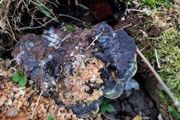Ganoderma pfeifferi