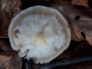 Rhodocollybia asema