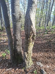 Stereum rugosum
