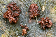 Ascocoryne sarcoides