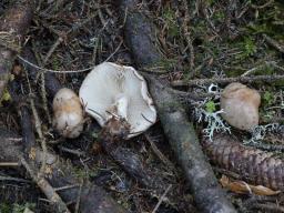 Pholiota lenta