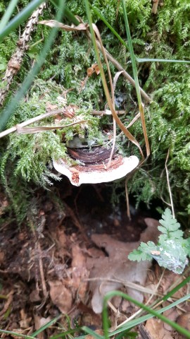 Heterobasidion parviporum