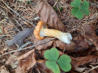 Hygrophorus speciosus