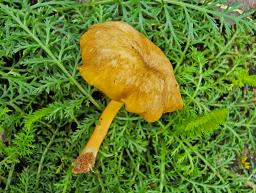 Chrysomphalina chrysophylla