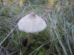Macrolepiota mastoidea