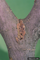 Scolytus scolytus