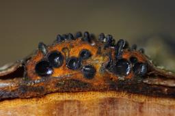 Sillia ferruginea