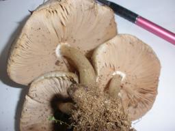Entoloma lividoalbum