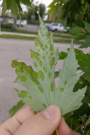 Taphrina acerina