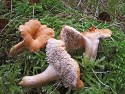 Hydnum melitosarx