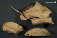 Caeoma miniatum