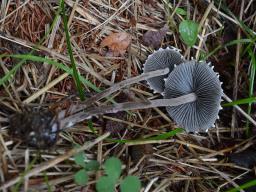 Panaeolus papilionaceus