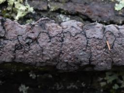 Peniophora quercina
