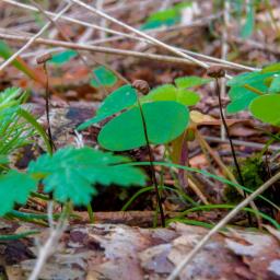 Marasmius wettsteinii