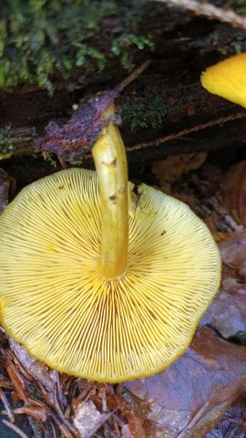 Tricholomopsis decora