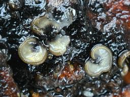 Tapesia lividofusca