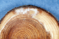 Heterobasidion parviporum
