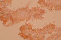 Calyptella capula