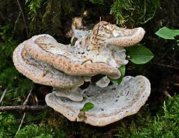 Calcipostia guttulata