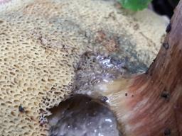 Hortiboletus rubellus