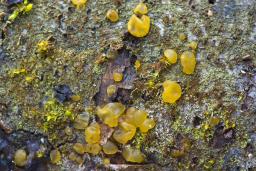 Dacrymyces capitatus