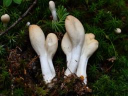 Podostroma leucopus