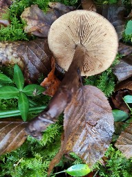 Tricholoma ustale