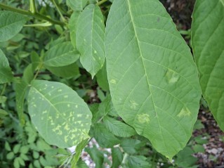 Pseudomicrostroma juglandis