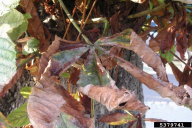 Erysiphe flexuosa