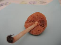 Pluteus ephebeus